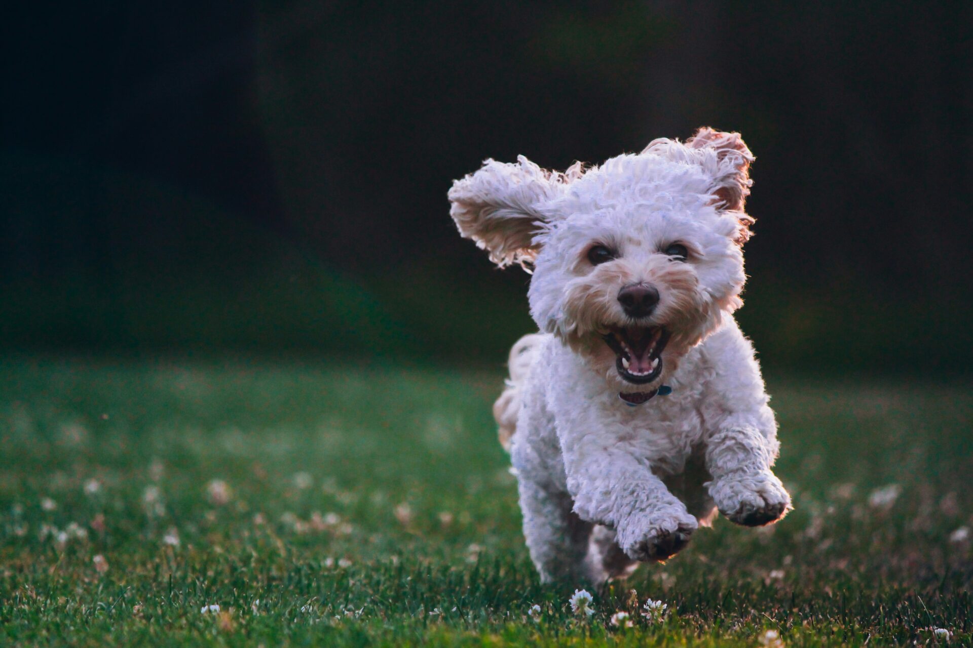 Read more about the article Discover the Best Dog Groomer in Brooklyn: Why Brooklyn Pet Spa is the Top Choice