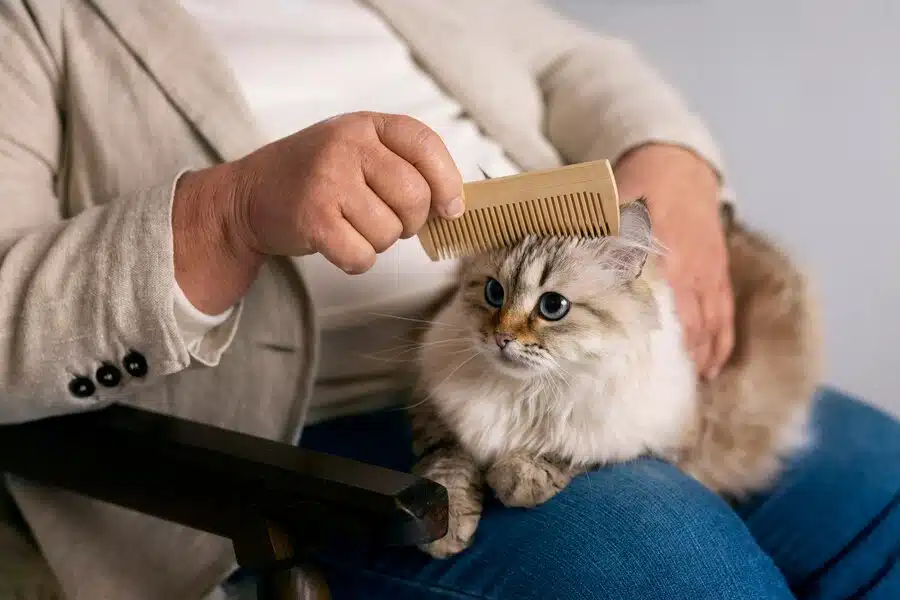 Cat Grooming Brooklyn
