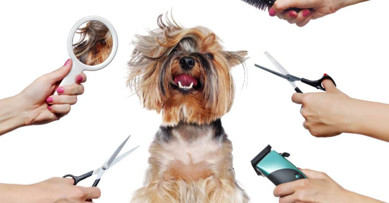 Read more about the article Unlocking the Best Full-Service Pet Grooming in Brooklyn, NY