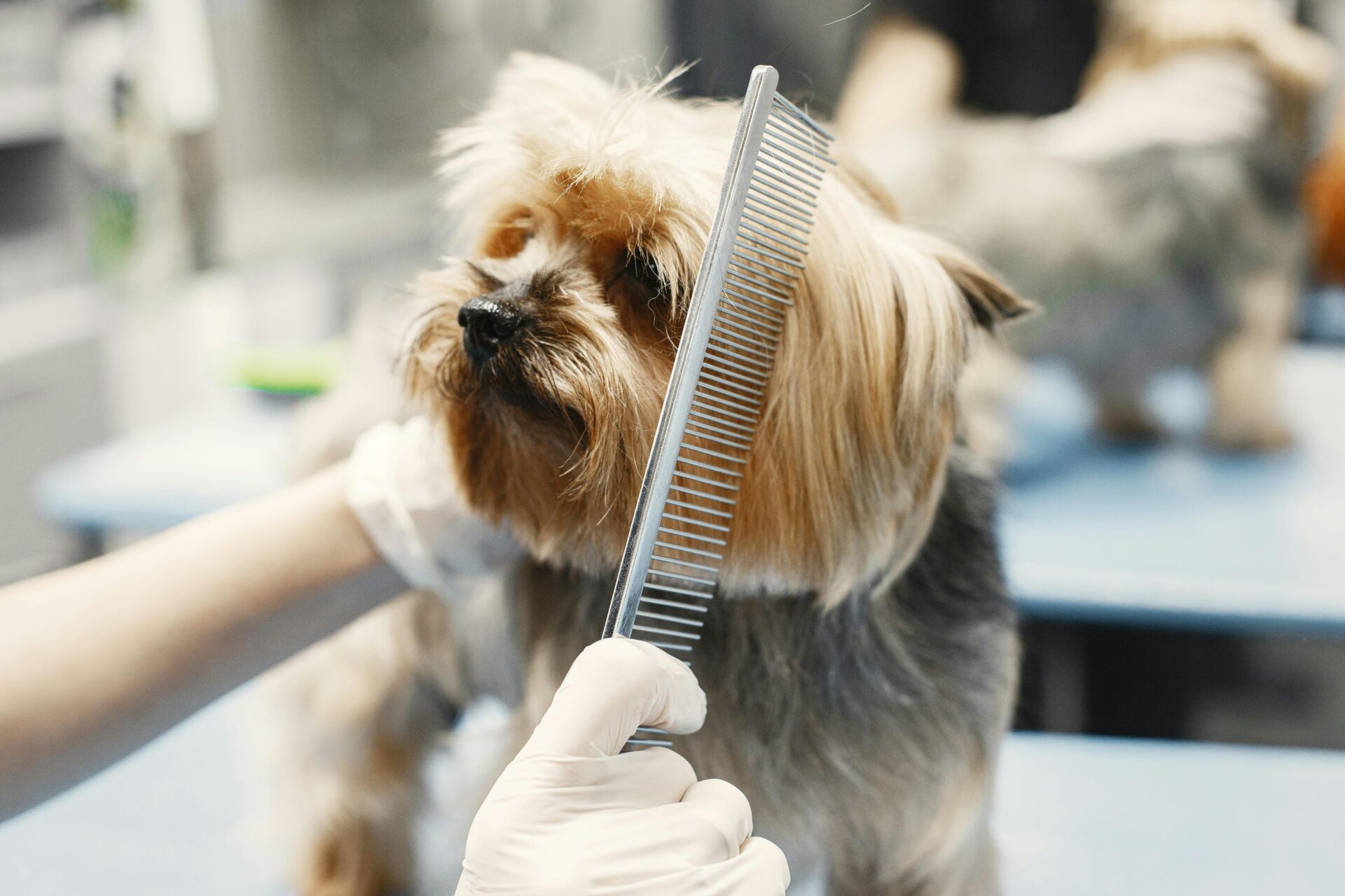 Read more about the article Pet Grooming in Brooklyn: Why Brooklyn Pet Spa is Your Go-To Destination