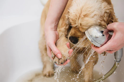 Read more about the article Keep Your Brooklyn Pup’s Paws Pristine: Best Dog Paw Cleaners