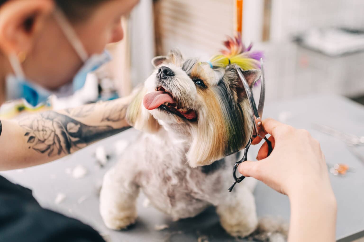 Dog Daycare Services: A Comprehensive Guide for Pet Owners