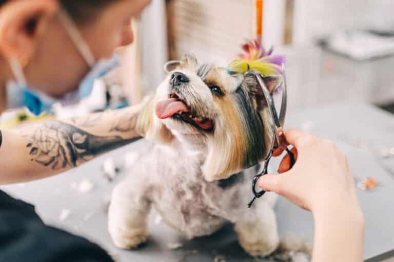 Pet Grooming Gowanus