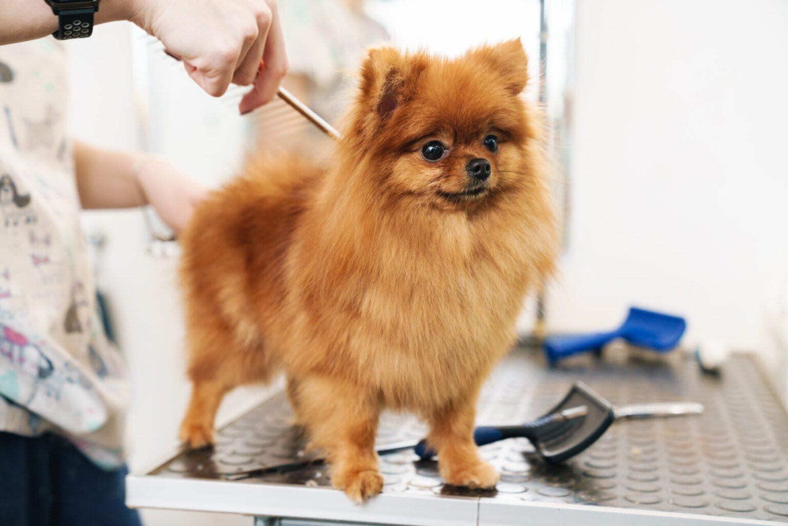 Australian Shepherd Grooming - The Ultimate Guide