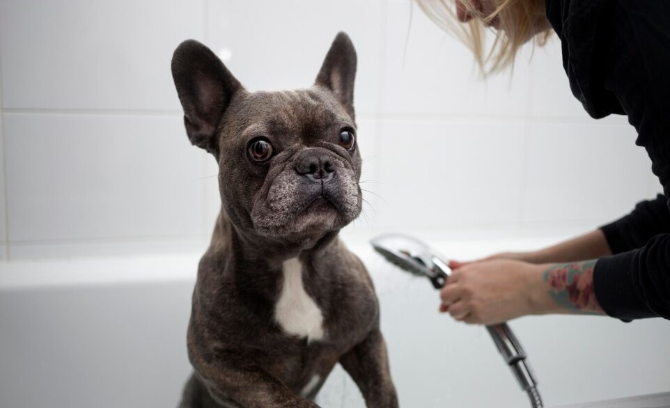 a dog being groomed