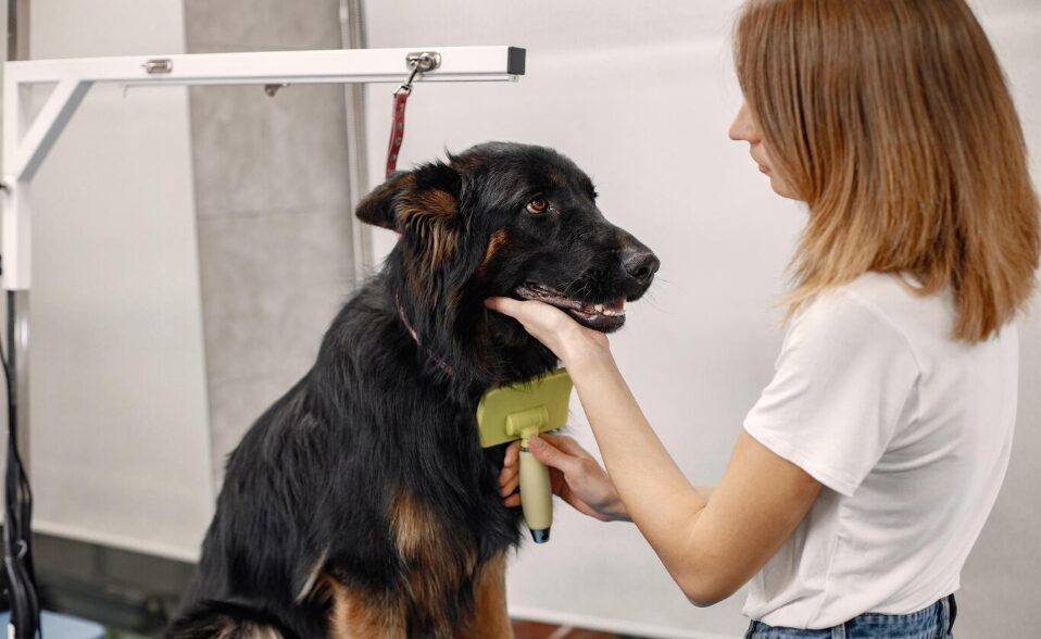 a dog at a grooming salon