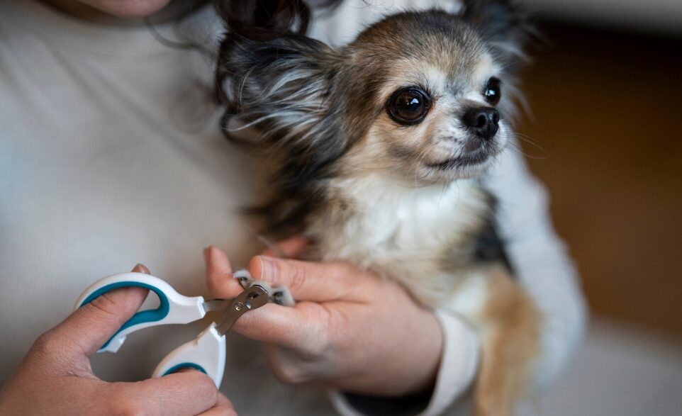 a person clipping dog’s nails