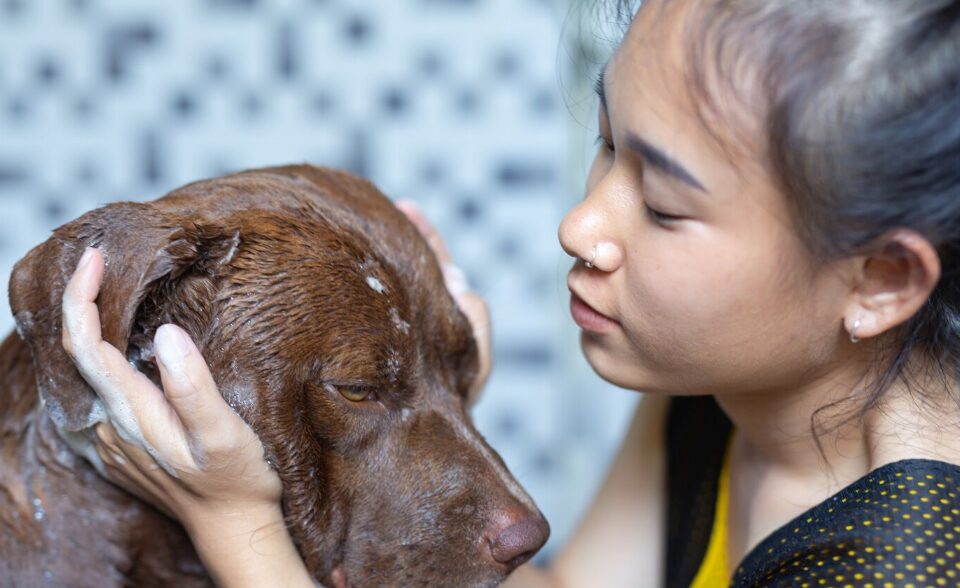 a young woman bathing her dog