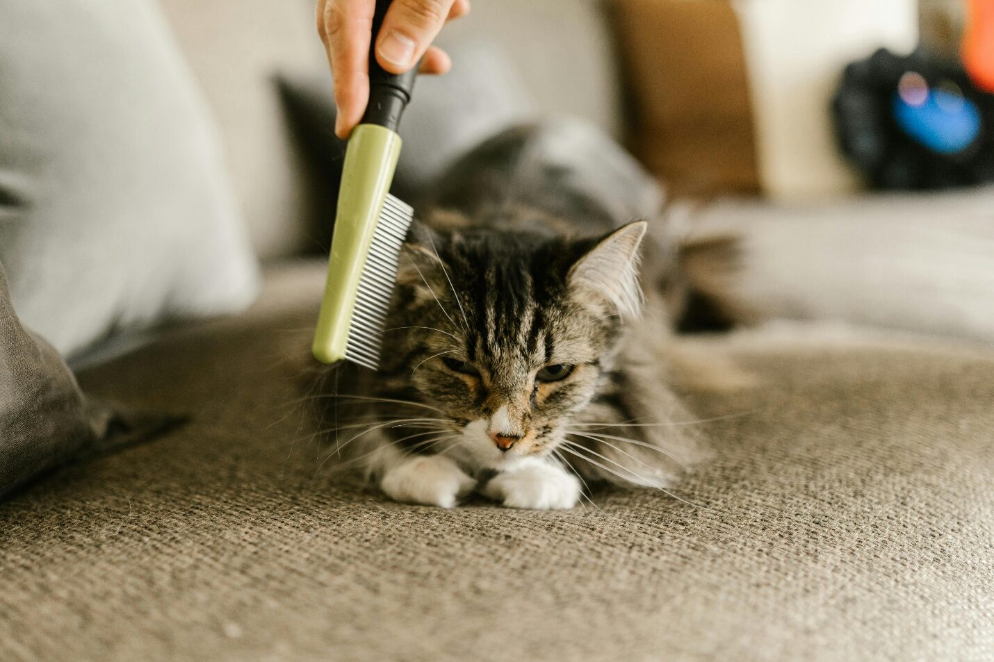 Cat getting its fur brushed