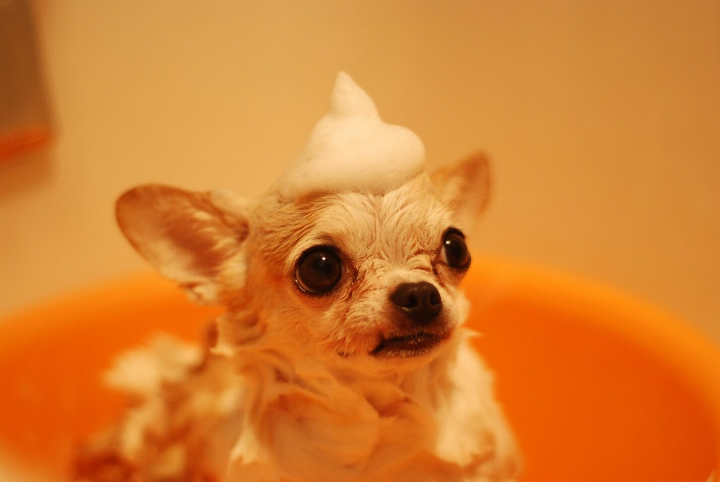 Dog getting a bath