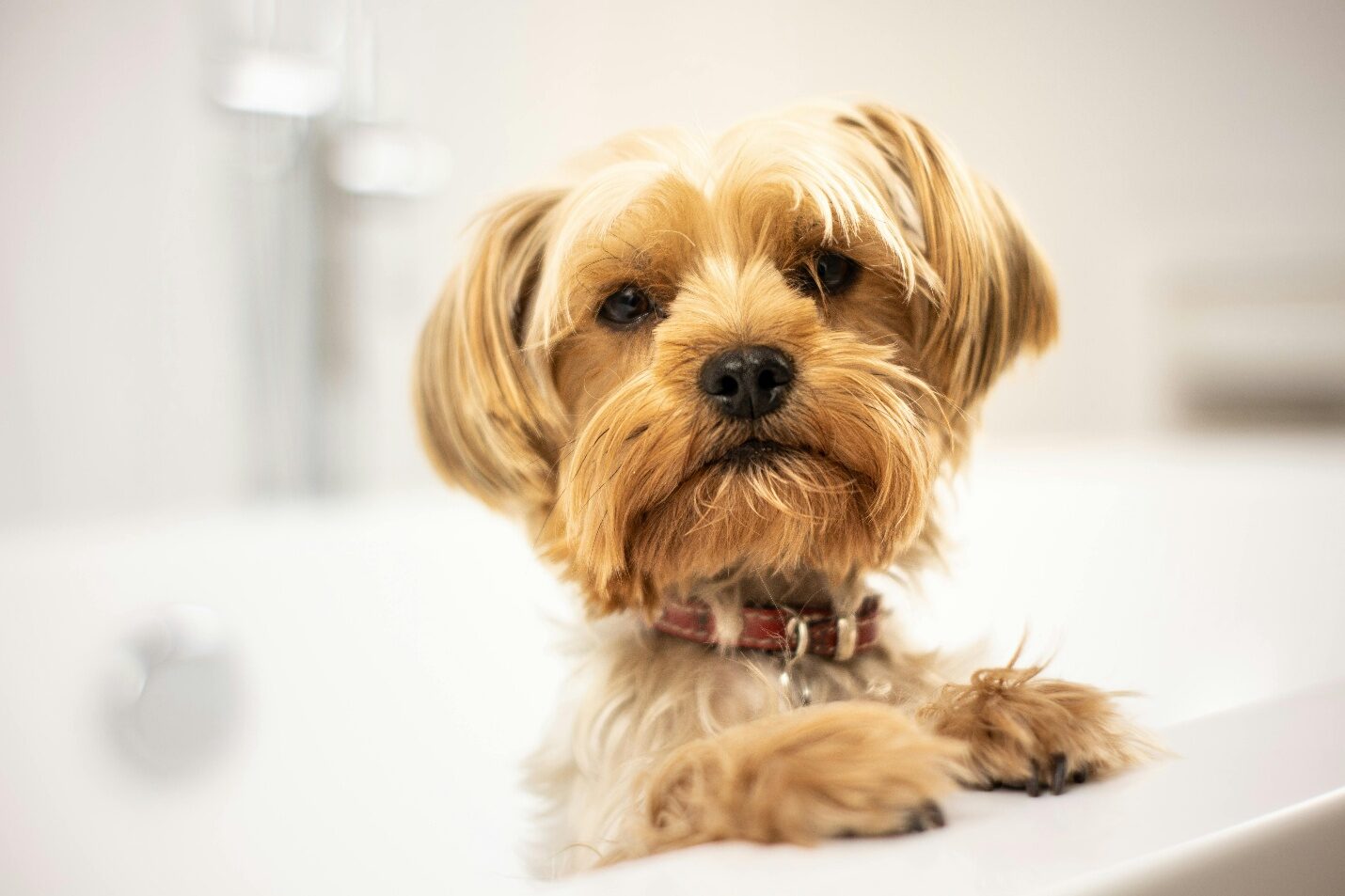 Dog in a bath tub