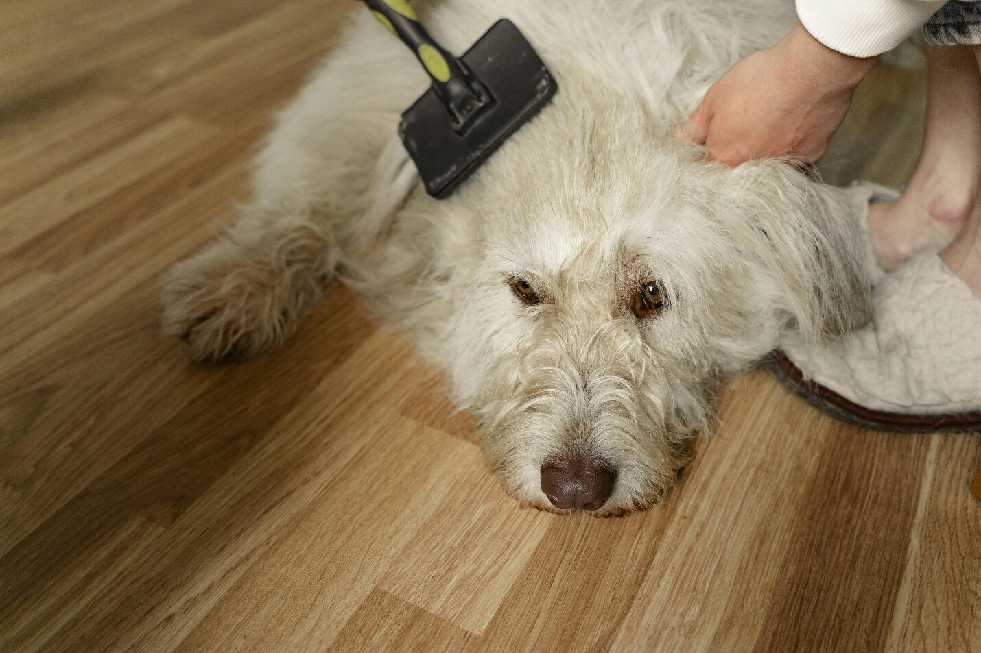 Dog getting its fur brushed