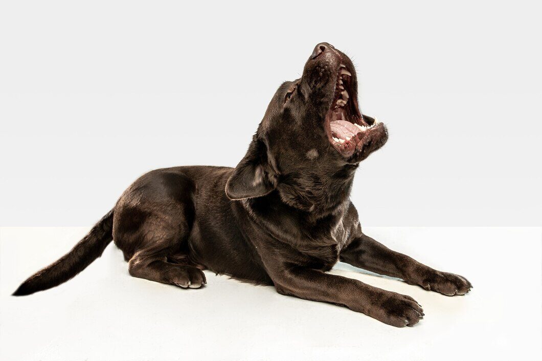 Nervous Labrador in a spa