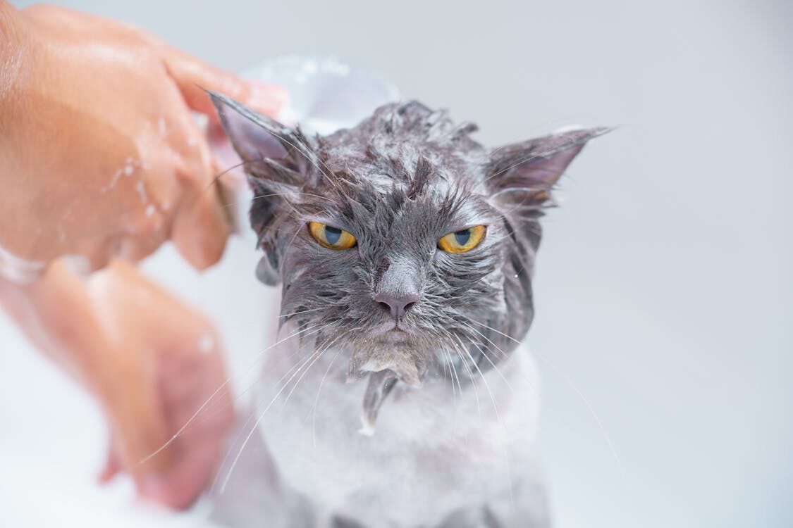 A close up shot of a person bathing a gray cat