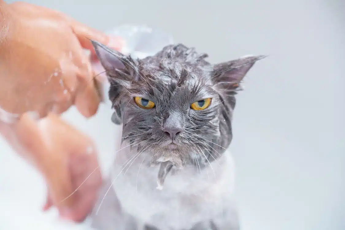 close up shot of a person bathing a gray cat A close up shot of a person bathing a gray cat