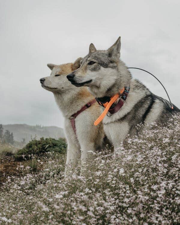 deshedding treatment for dogs