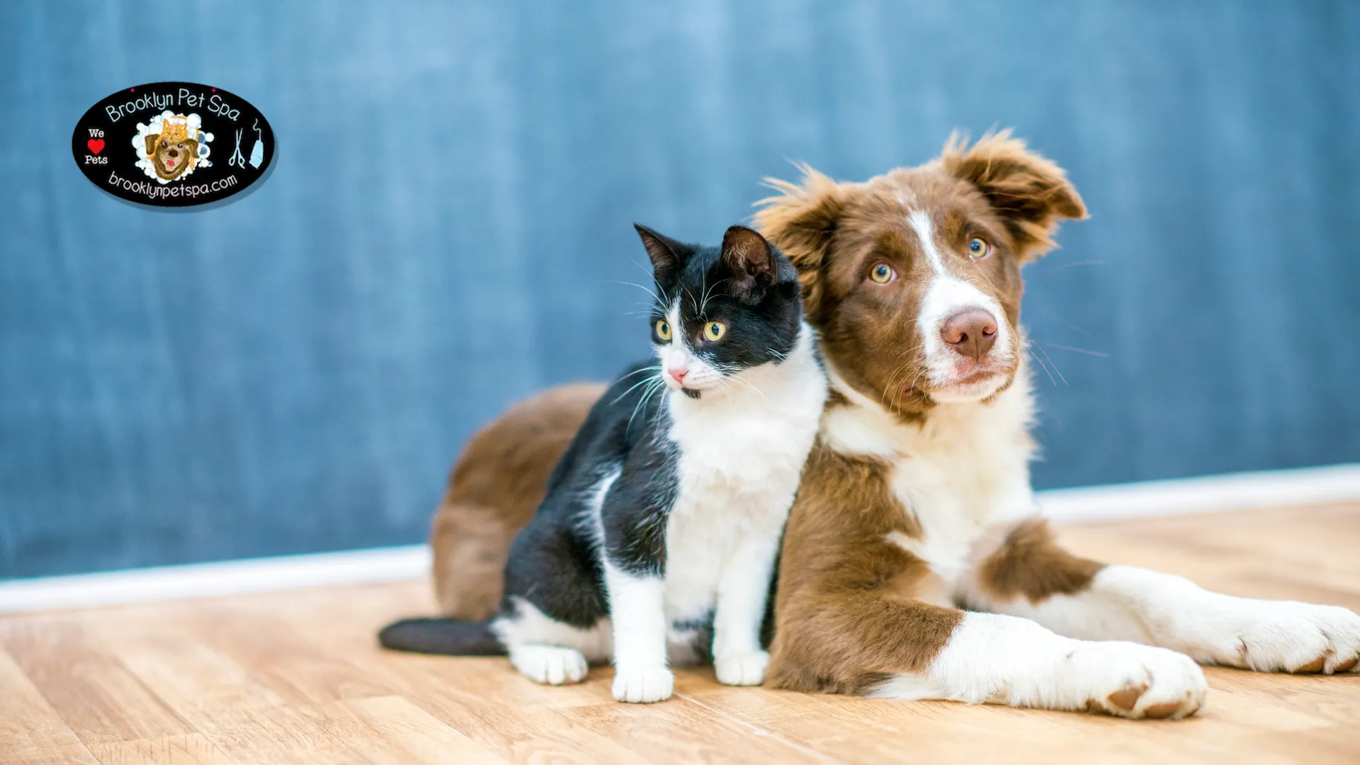 Seasonal Pro Pet Care Tips
