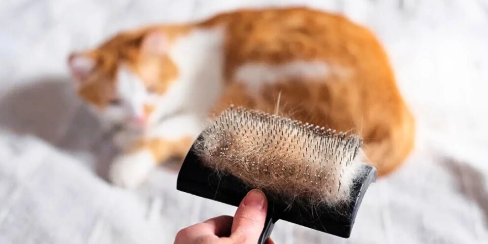 Cat shedding