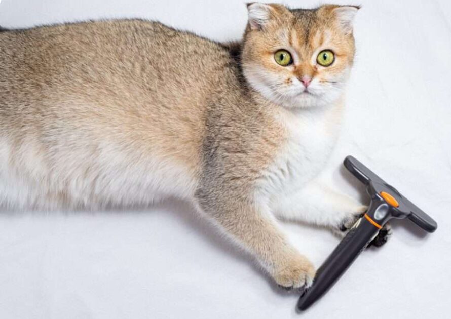 Cat getting groomed