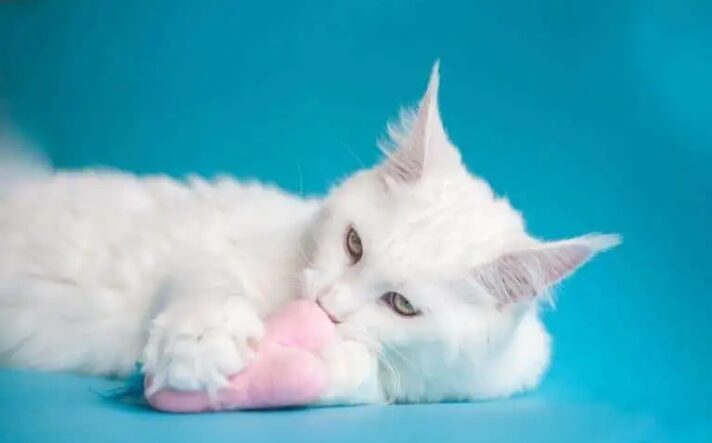 Cat getting groomed