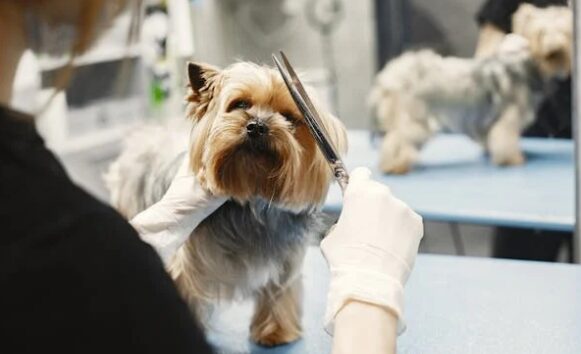 Dog groomer brushing a dog