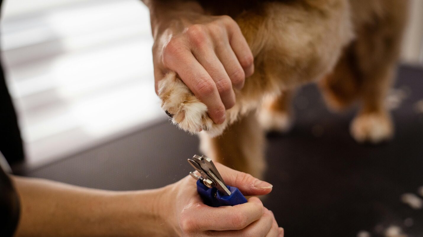 Dog groomer nail clipping the paw