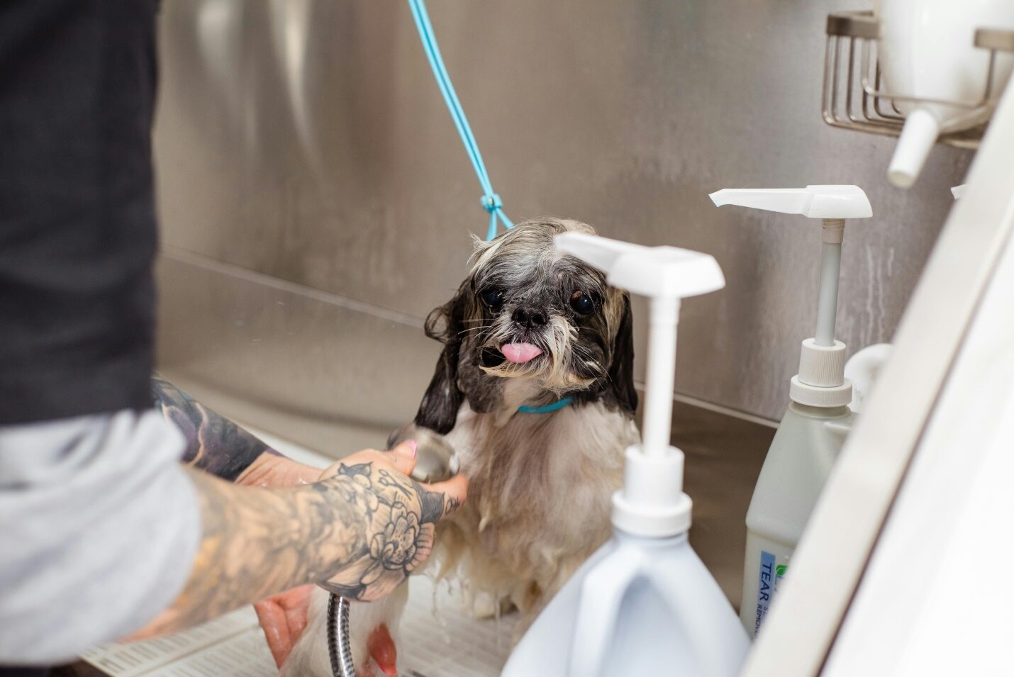 Dog groomer bathing a dog