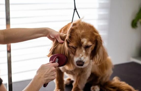 Dog groomer brushing a dog