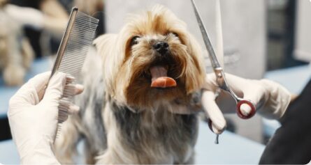 Dog getting groomed