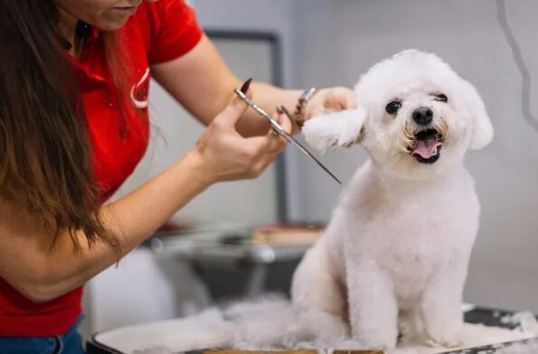 Dog getting groomed