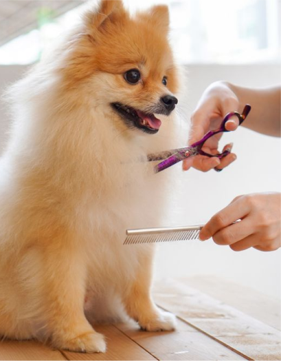 Fluffy Pomeranian getting a trim during a pet grooming session at Brooklyn Pet Spa.