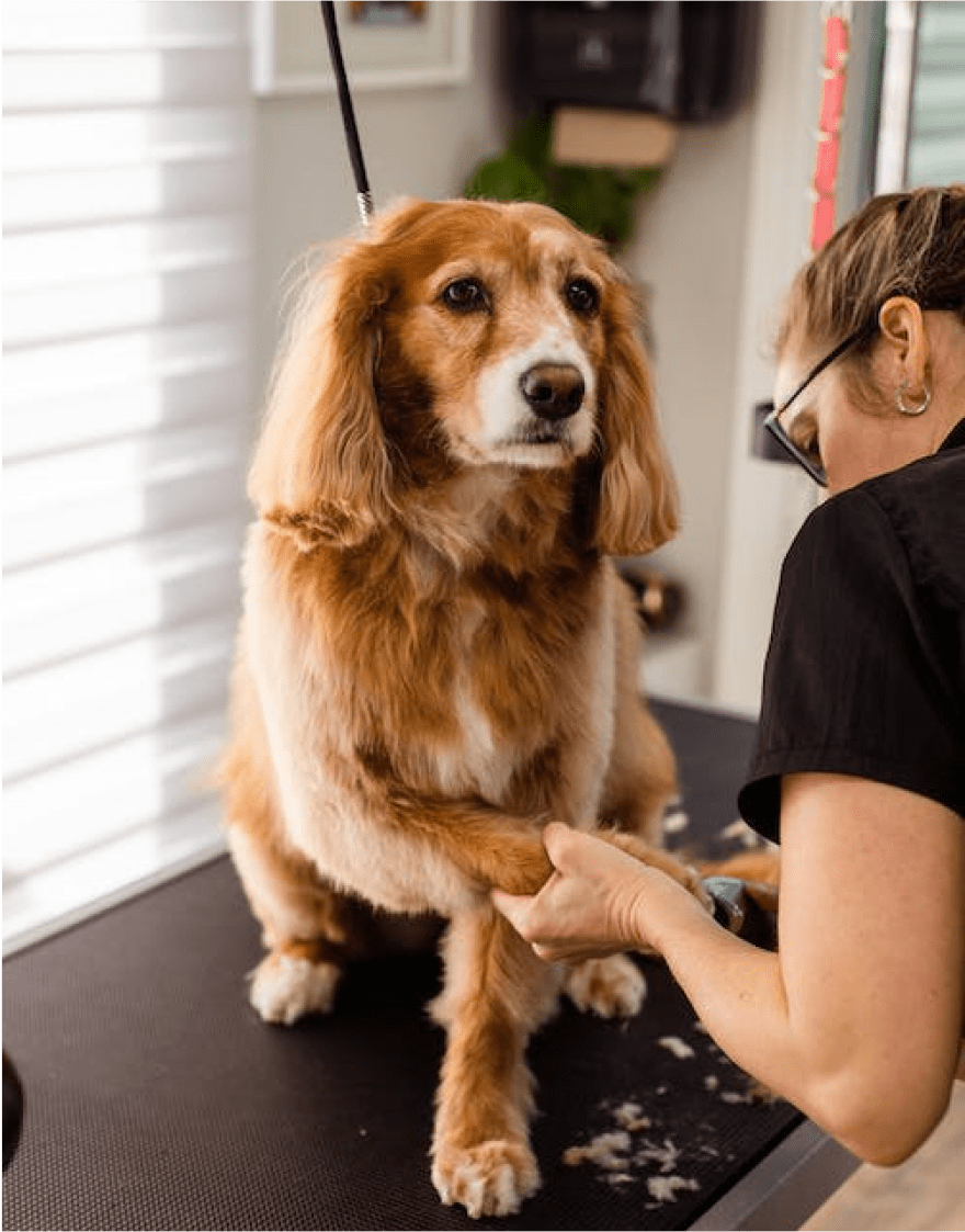 Senior dog having nails trimmed by a professional groomer in Brooklyn