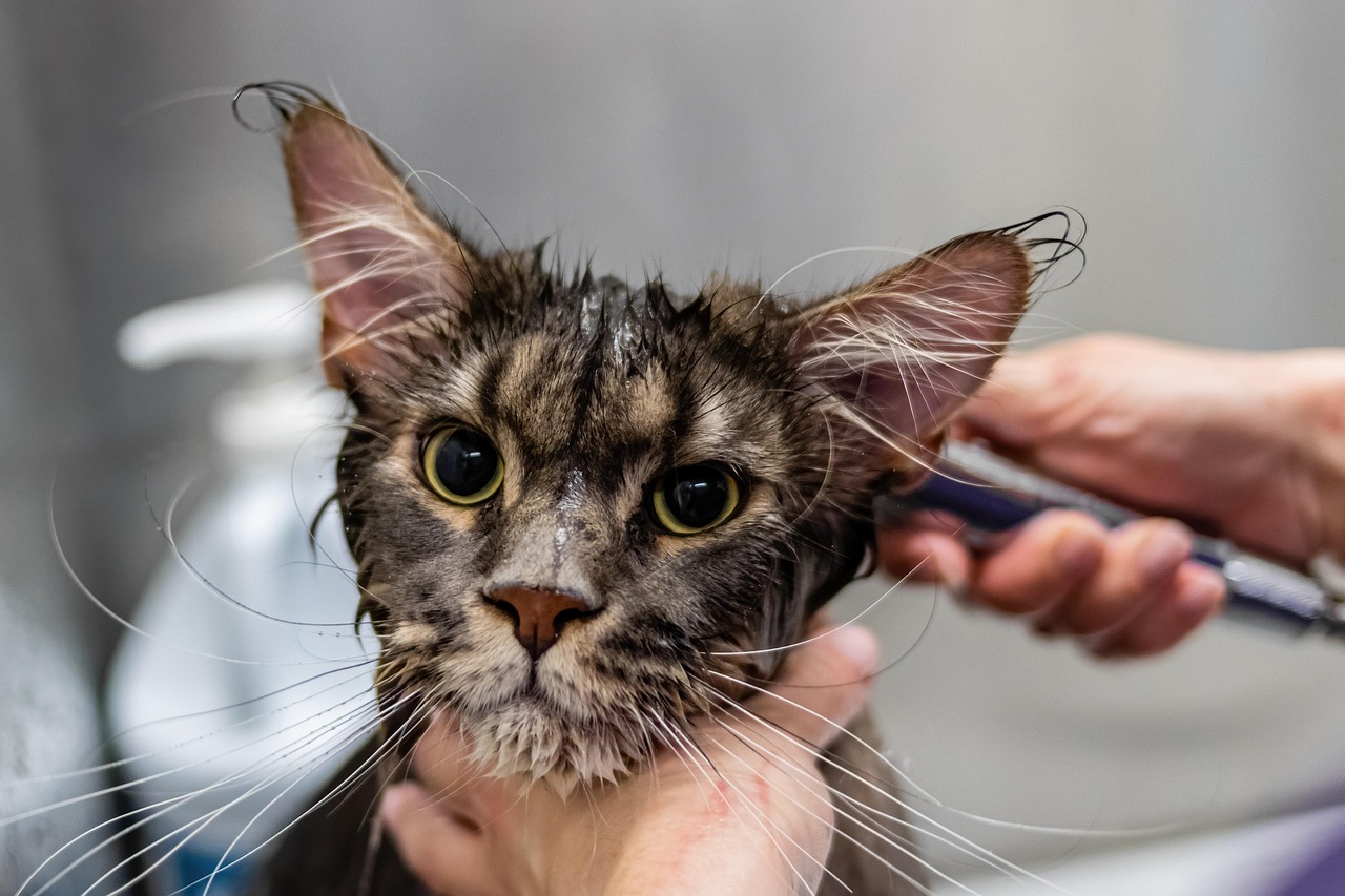 Cat Grooming Cost
