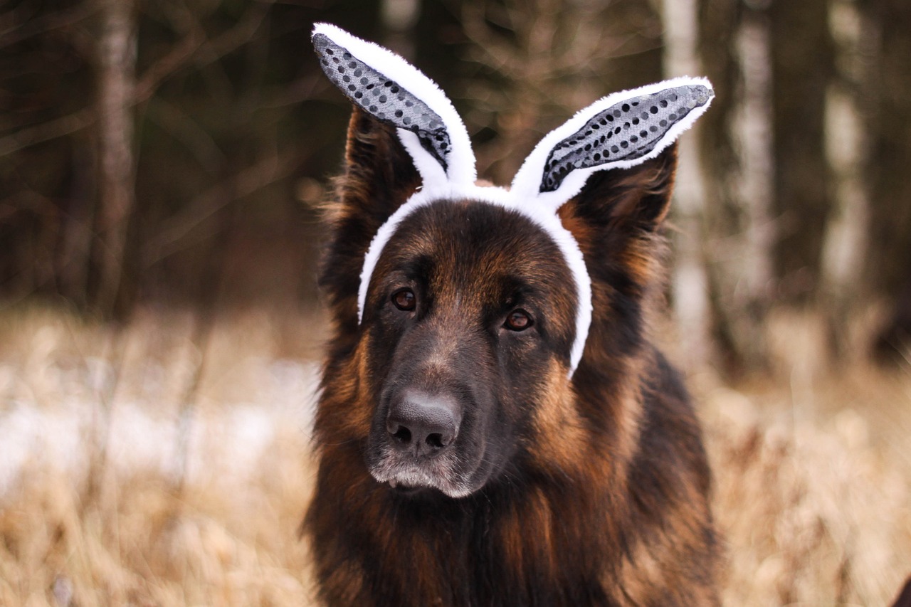 How to Clean Dogs Ears