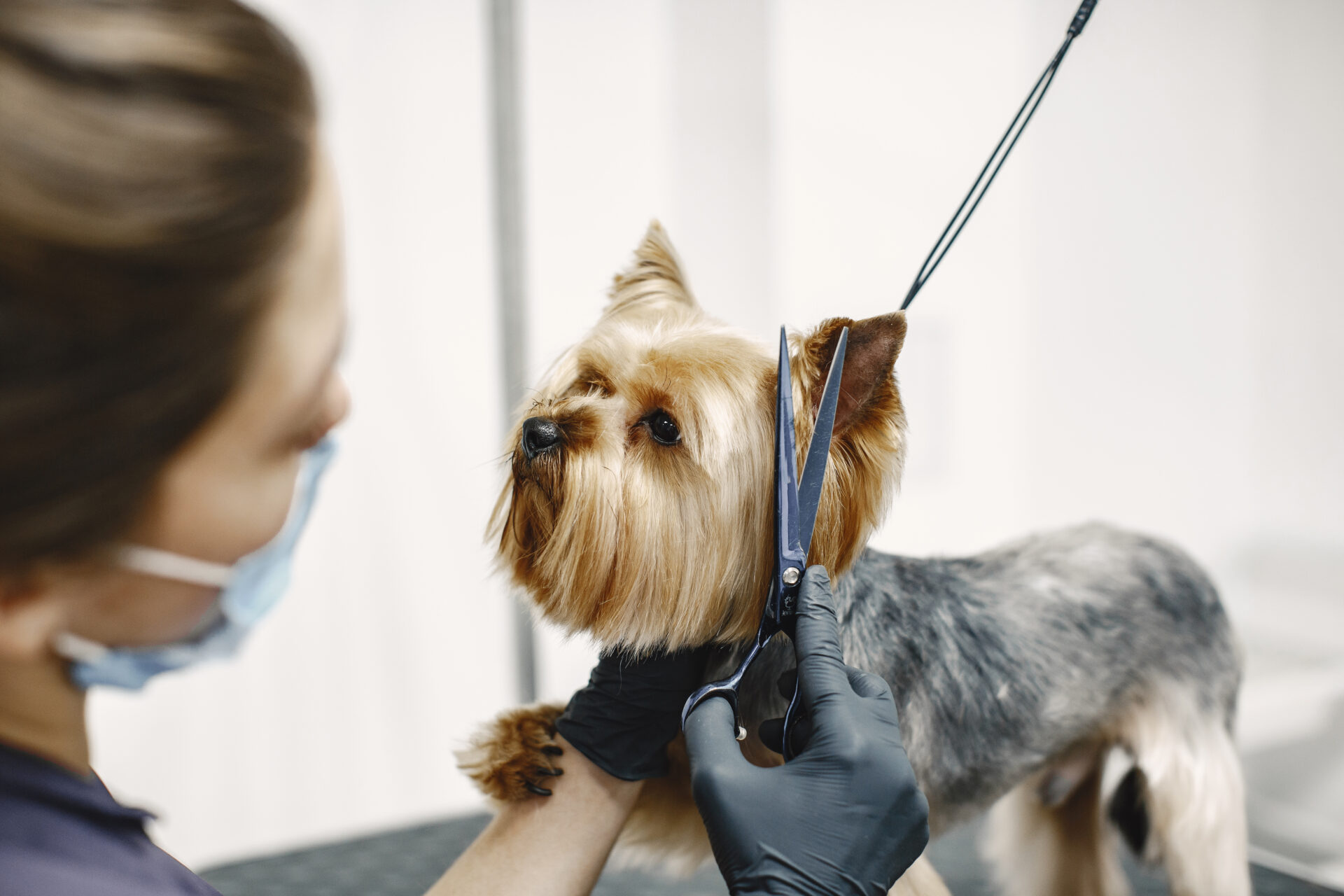 How often should I groom my dog