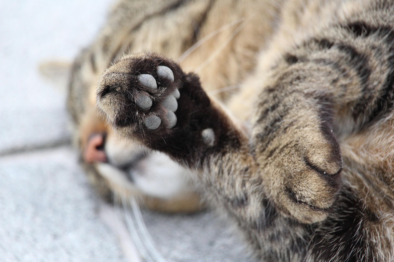 Cat Paw Infection