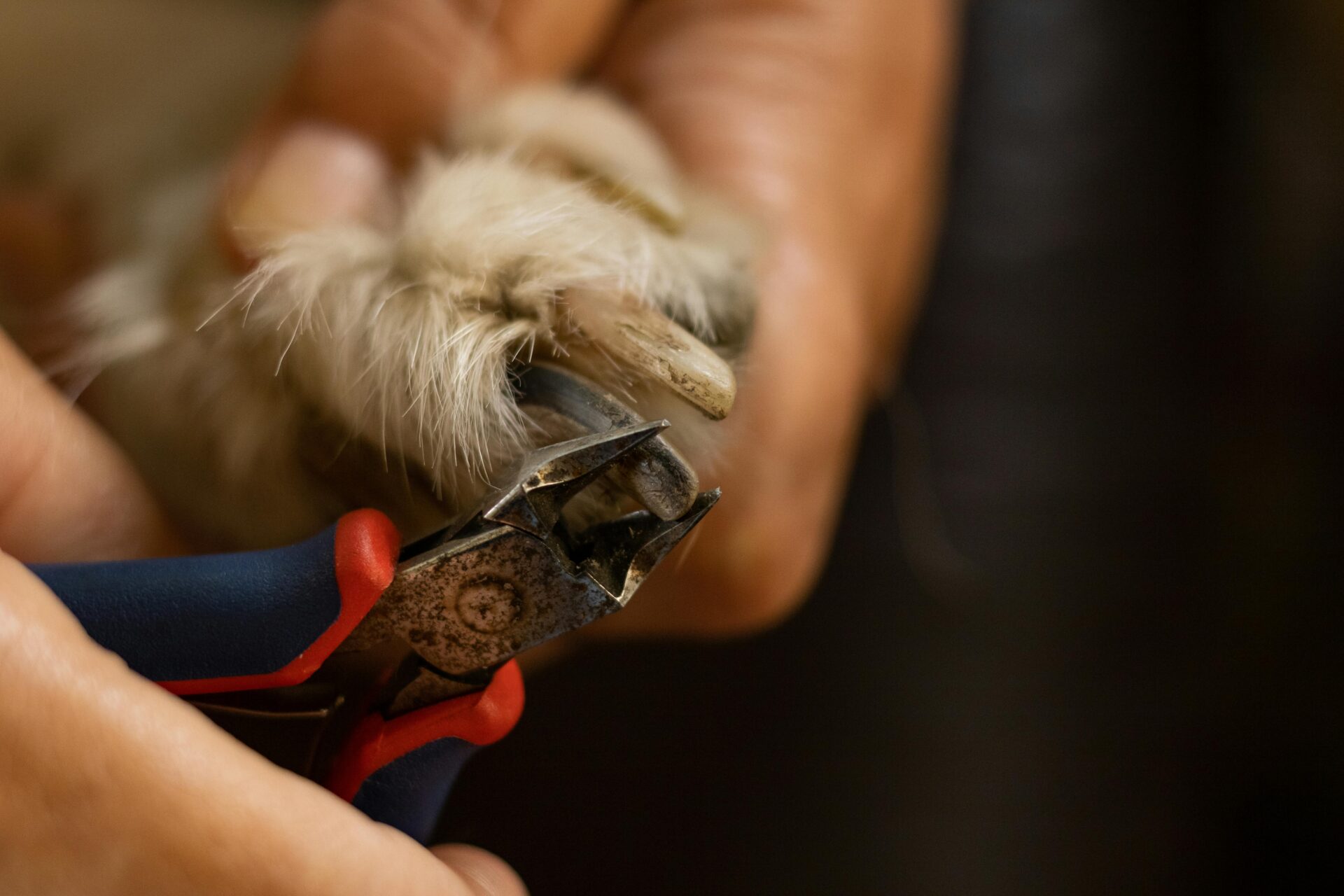 Where can i get my dogs nails cut