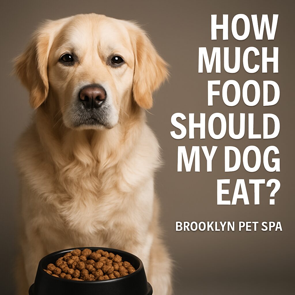 how much food should my dog eat