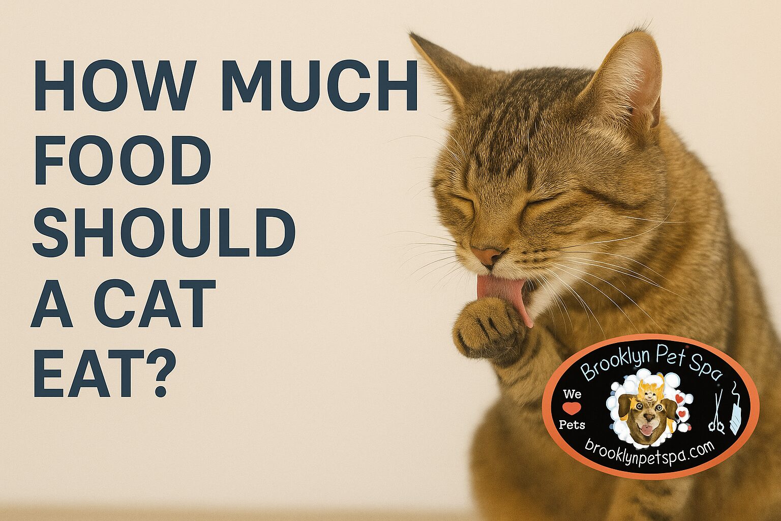 how much food should a cat eat