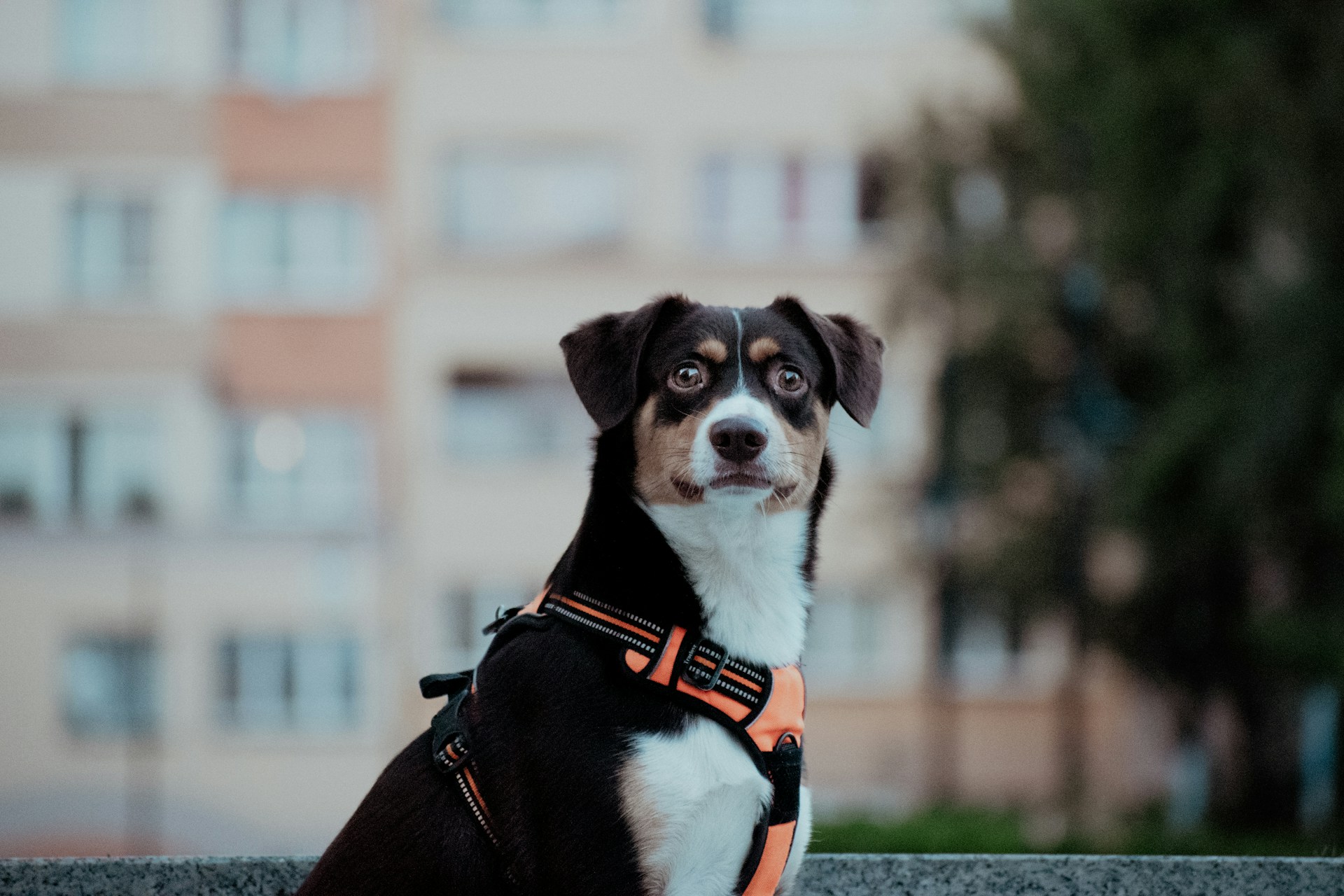 Read more about the article City Summer Pet Spa: Preparing Dogs for Brooklyn Daycare
