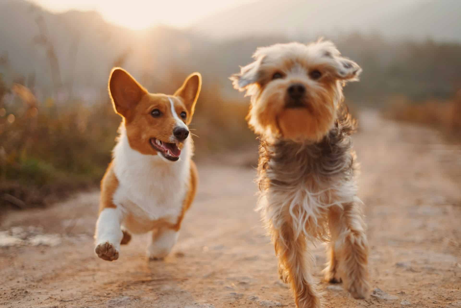 high-energy pups