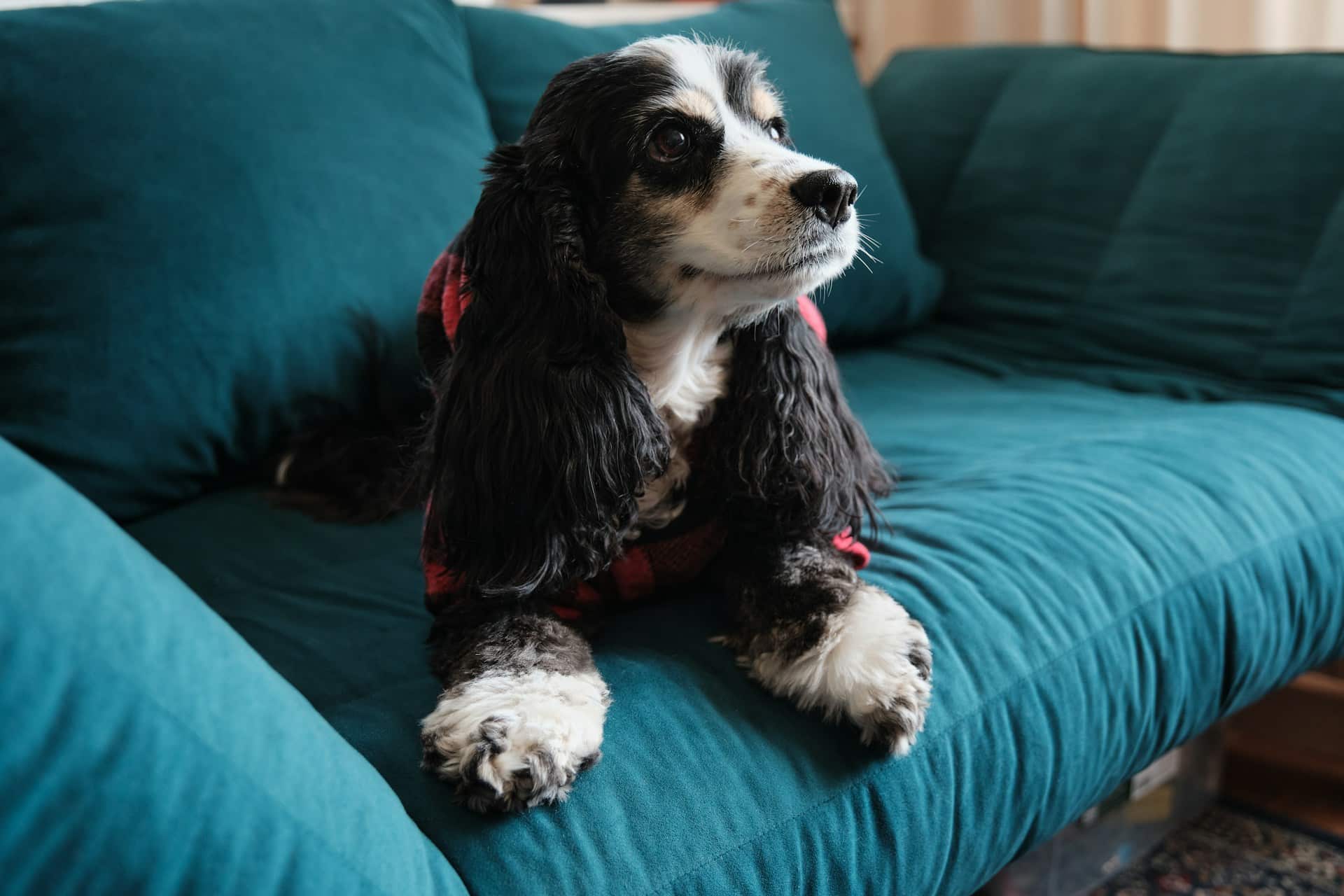 Read more about the article Dog Boarding Near Williamsburg: What to Ask, Pack, and Prep for a First Stay