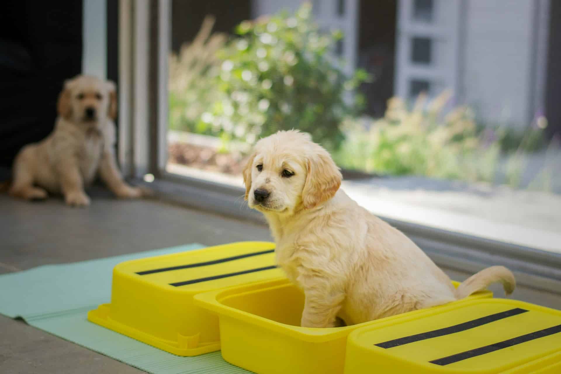 Read more about the article Common Dog Daycare Mistakes Brooklyn Pet Parents Overlook