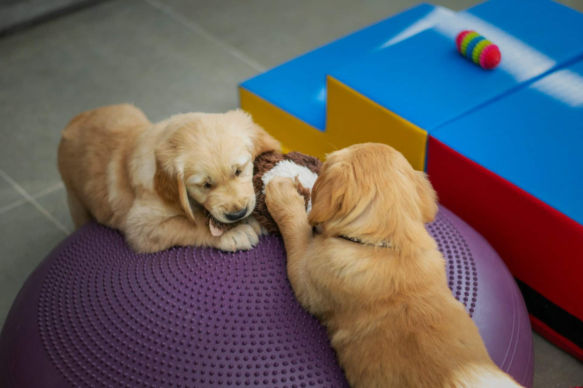 Read more about the article Easing Separation Anxiety with Dog Daycare in Brooklyn