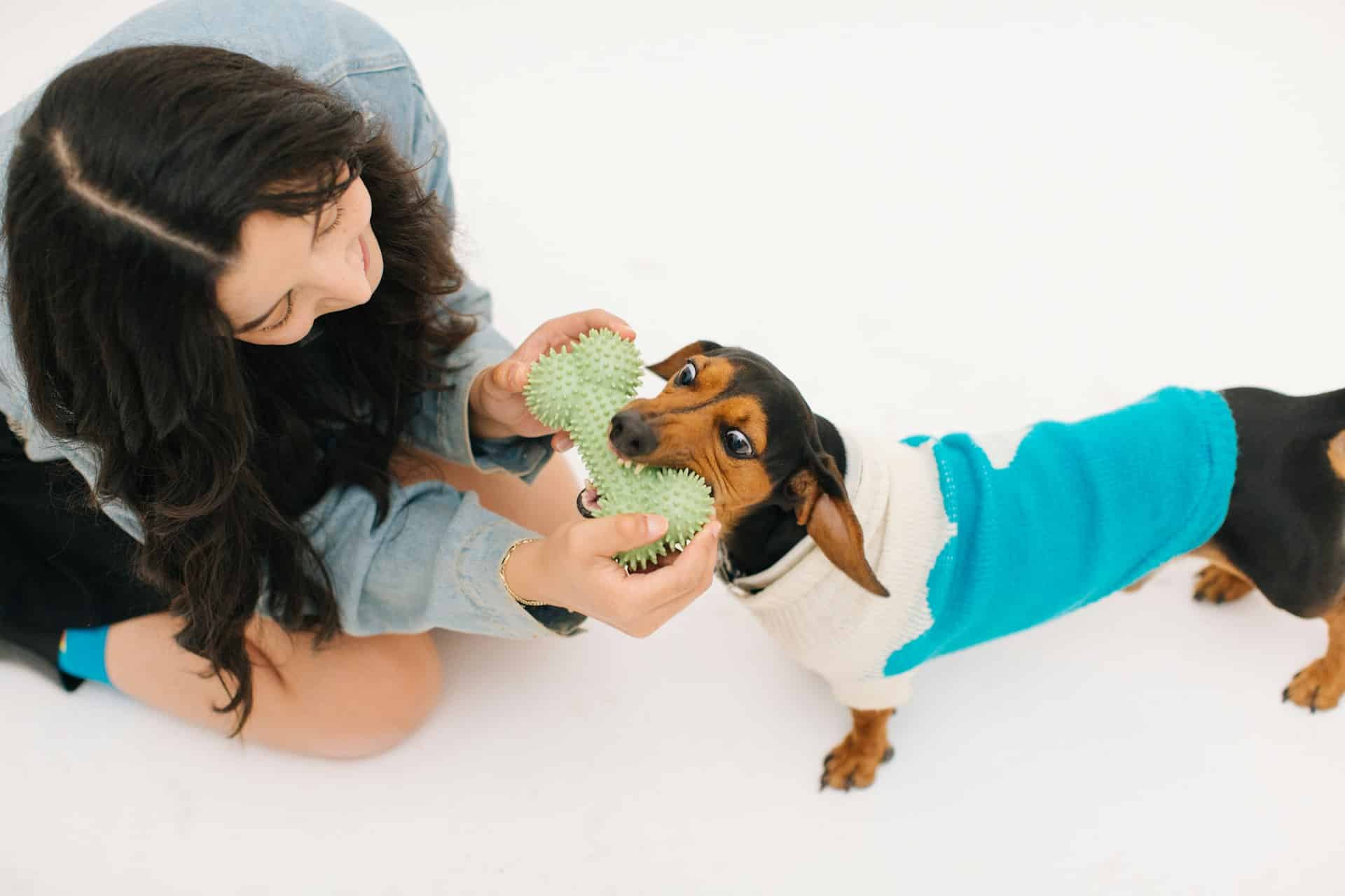 Read more about the article Inside Dog Daycare in Brooklyn: How Supervised Play Benefits Your Pup