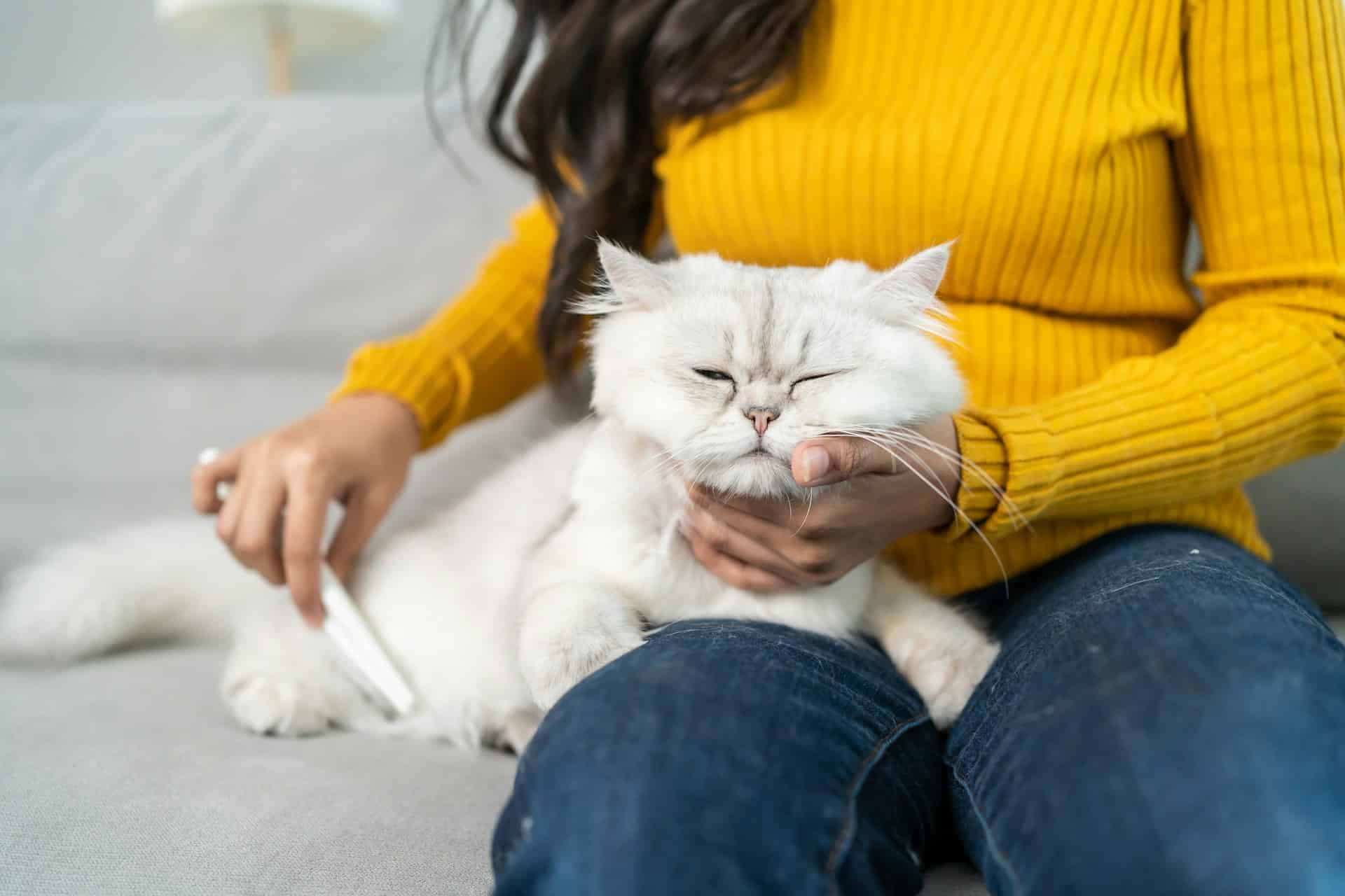 Read more about the article Spring Shedding Survival for Brooklyn Cats and Dogs