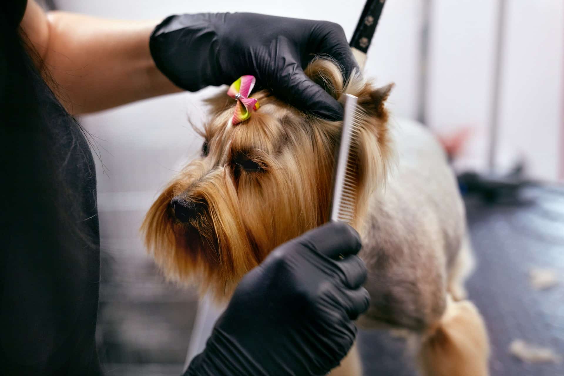 Read more about the article Signs Your Anxious Dog Needs Gentle Grooming in Brooklyn
