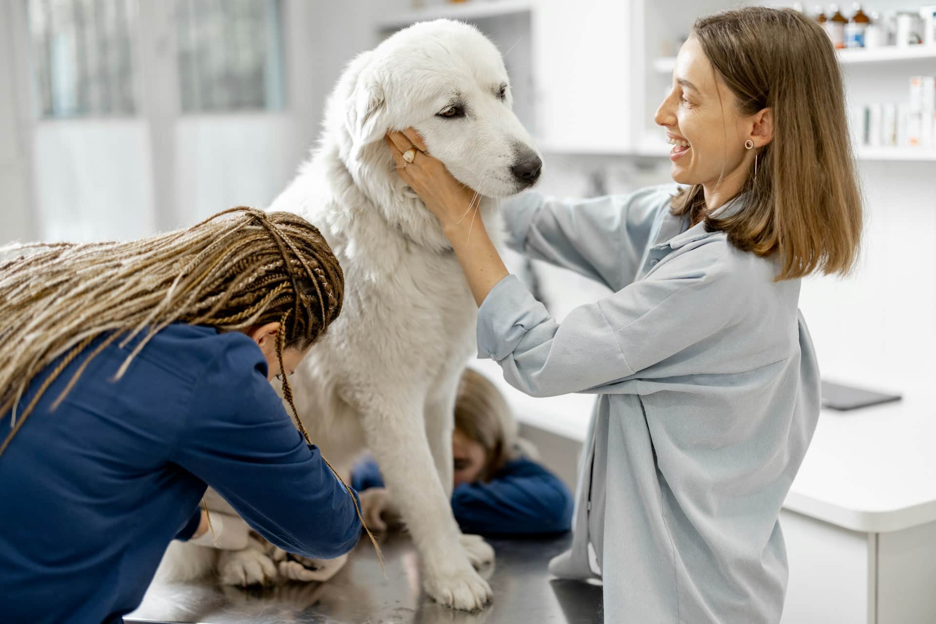 Read more about the article Grooming Game Plans for Active Dogs in Brooklyn Daycare