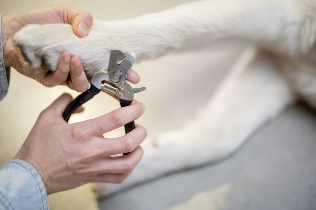 dog nail care