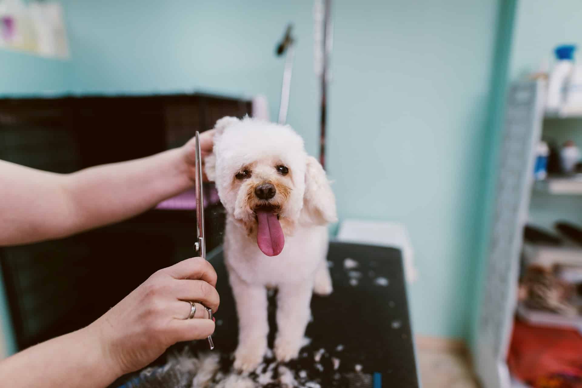 Read more about the article Mastering Dog Haircuts in Brooklyn Apartments Without the Mess